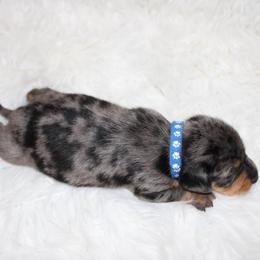 Dapple male - Dapple male Dachshund puppy in Lily, Kentucky from Little Acres Miniature Dachshunds