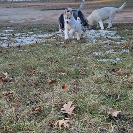 Siberian Husky Puppies from Spirit of the Moon Siberians