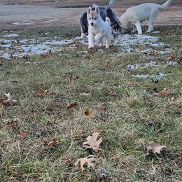 Siberian Husky Puppies from Spirit of the Moon Siberians