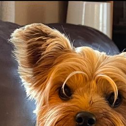 Nikki Grayce - Yorkshire Terrier