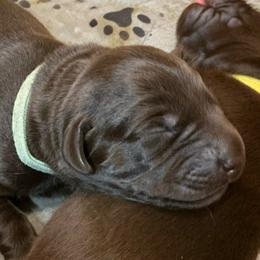 Aspen - Chocolate male Labrador Retriever puppy in Bandera, Texas from The Sugar & Spice Ranch Labrador Retrievers