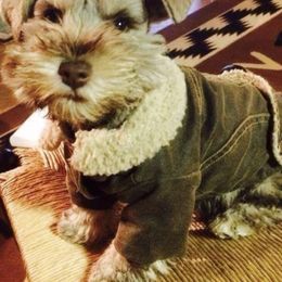 Miniature Schnauzers from Eyecandy Schnauzers