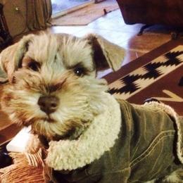 Miniature Schnauzers from Eyecandy Schnauzers