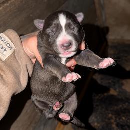 Boy 1 - Agouti and white male Siberian Husky puppy in Iron River, Wisconsin from Wiemeri Siberians