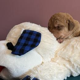 Boy 3 - Deadgrass Chesapeake Bay Retriever puppy in Dayton, Ohio from Global Waters Chesapeakes