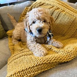 Grady-Biscuit - Cream male Labradoodle puppy in Churchill County Fallon, Nevada from Card Family Ranch