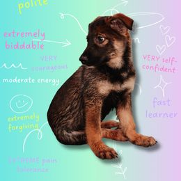 Australian Shepherd and German Shepherd Puppies from Savage K9