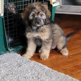 Sable Female - Sable female Bernedoodle puppy in Poplar Grove, Illinois from Awesome Paws