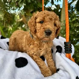 Grey Collar - Apricot female Goldendoodle puppy in Cocoa, Florida from Leopard n Lace Doodles