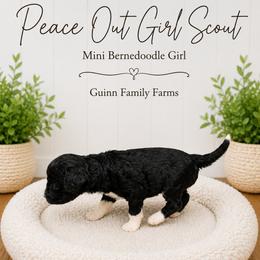 Peace out Girl Scout - Tri-color female Bernedoodle puppy in Grove, Oklahoma from Guinn Family Farms