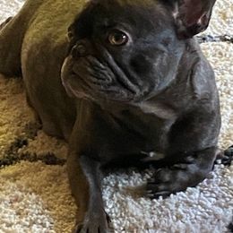 French Bulldogs from Michelle's French Bulldogs