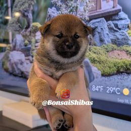 ROGER - Sesame male Shiba Inu puppy in Minnesota from BonsaiShibas