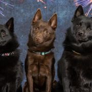 Schipperkes from Sheryl's Schipperkes