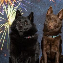 Schipperkes from Sheryl's Schipperkes