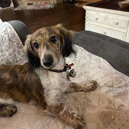 Dachshund All Grown Up from Lone Star Longhair Dachshunds