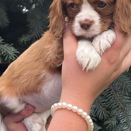 Rose - Blenheim female Cavalier King Charles Spaniel puppy in Caldwell, Idaho from Treasure Valley Poodles
