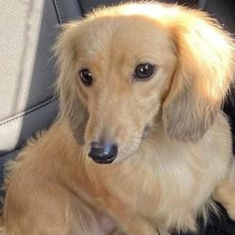 Molly - Dachshund