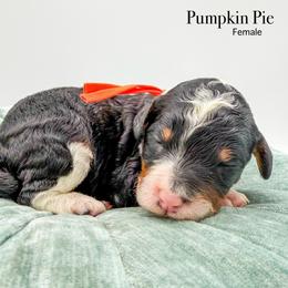 Pumpkin Pie - Tri-color female Bernedoodle puppy in Sunman, Indiana from Brunsman Country Doodles LLC