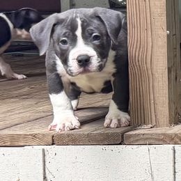 Maverick - Blue tri-color male American Bully puppy in Tallahassee, Florida from Alpha Street Bully Kennels
