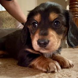 Hershey - Chocolate and tan male Dachshund puppy in Glendale, Arizona from Collier Dachshunds