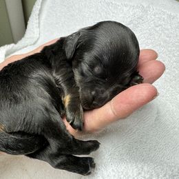 Dachshund and French Bulldog Puppies from FOSTERS FRENCHIES and DACHSHUNDS