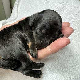 Dachshund and French Bulldog Puppies from FOSTERS FRENCHIES and DACHSHUNDS