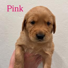 Pink - Dark golden female Golden Retriever puppy in Windsor, California from Copper Tail Golden Retrievers
