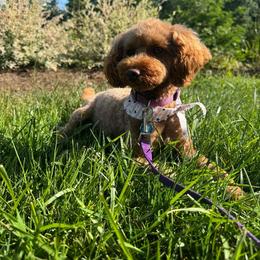 Poodle Puppies from Sarah Lobbestael