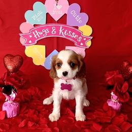 Saddie - Blenheim female Cavalier King Charles Spaniel puppy in Pennsylvania from Julie's Cavalier King Charles Spaniels