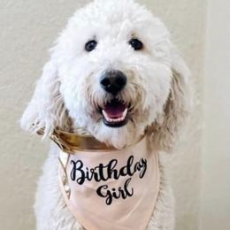 Goldendoodles and Poodles from Creekside Doodles WV