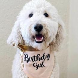 Goldendoodles and Poodles from Creekside Doodles WV