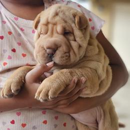 Pearl - Cream dilute female Chinese Shar-Pei puppy in Bakersfield, California from Cashmerewrinkles