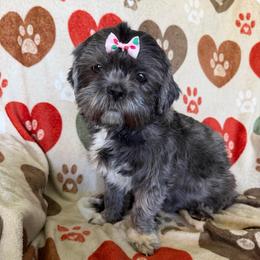 Nyla - Shih Tzu