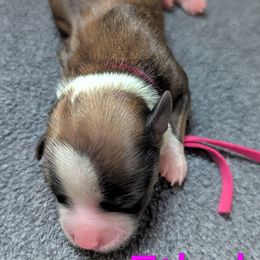 Ethel - Fawn female Havanese puppy in Spring Lake, Michigan from Chaenzo