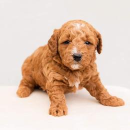 Aussiedoodle and Goldendoodle Puppies from Ever After Doodles Arizona