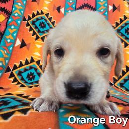 Boy 3 - Yellow male Labrador Retriever puppy in Potosi, Wisconsin from Point and Flush Gun Dogs