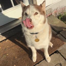 Denali Lucy Van Pelt - Red and white female Siberian Husky puppy in Ocala, Florida from Clover's Legacy Siberians