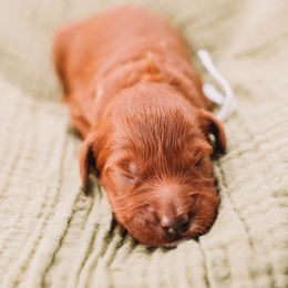 White Girl - Red  female Goldendoodle puppy in Mckinney, Texas from Doodles of North Tx