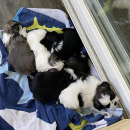 Shih Tzu puppies from Eastern Long Island Shih Tzu