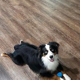 Aussiedoodle, Miniature Australian Shepherd, and Toy Australian Shepherd All Grown Up from Cotton Country Kennels