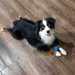 Aussiedoodle, Miniature Australian Shepherd, and Toy Australian Shepherd All Grown Up from Cotton Country Kennels