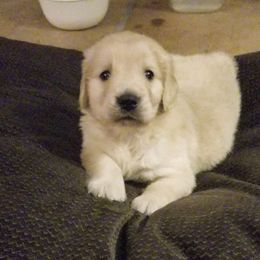 French Bulldog, Goldendoodle, and Golden Retriever Puppies from Crystal Coast Kennels, LLC