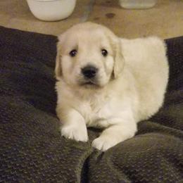 French Bulldog, Goldendoodle, and Golden Retriever Puppies from Crystal Coast Kennels, LLC