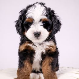 Violet - Tri-color Bernedoodle puppy in Saratoga Springs, Utah from Saratoga Springs Doodles
