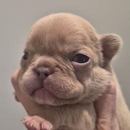 Charlie - Cream female French Bulldog puppy in Salina, Kansas from Peace Love frenchies