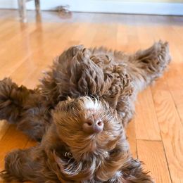 Australian Labradoodle Puppies from Foothills Doodles