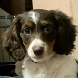 Dachshund Puppies from RGZ Doxies