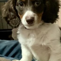 Dachshund Puppies from RGZ Doxies