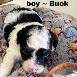Buck - Phantom male Bernedoodle puppy in Sherman, Illinois from Shirl Doodle Life