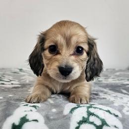 Shaded cream female 2 - Cream female Dachshund puppy in Belle Rive, Illinois from Akin's Miniature Dachshunds, LLC